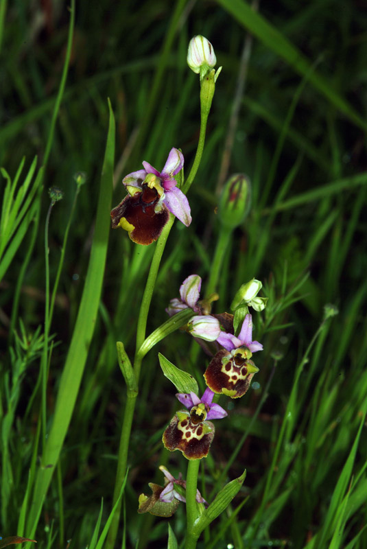 Ophrys da determinare